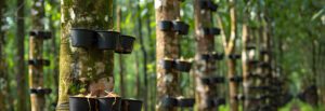 The Environmental Impact of Rubber Processing: Sustainable Practices